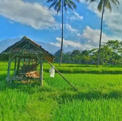 Banana Bungalows Tetebatu Exteriör bild