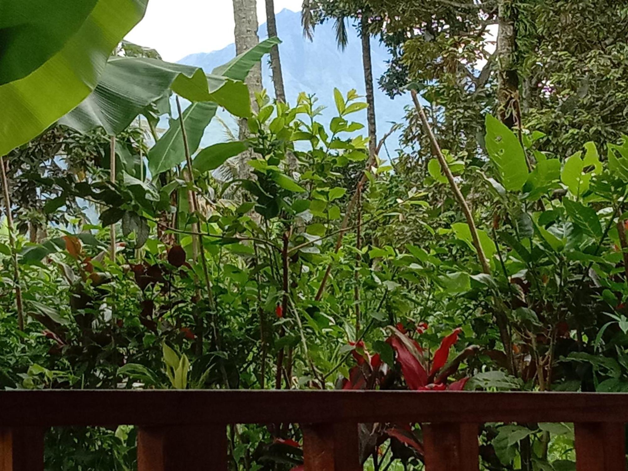 Banana Bungalows Tetebatu Rum bild